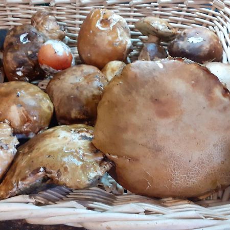 La Vecchia Quercia Villa Pergine Valdarno Dış mekan fotoğraf