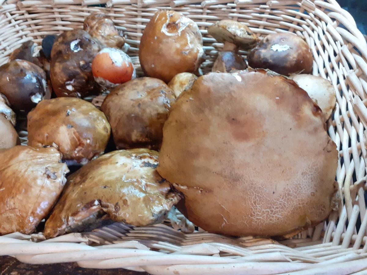 La Vecchia Quercia Villa Pergine Valdarno Dış mekan fotoğraf